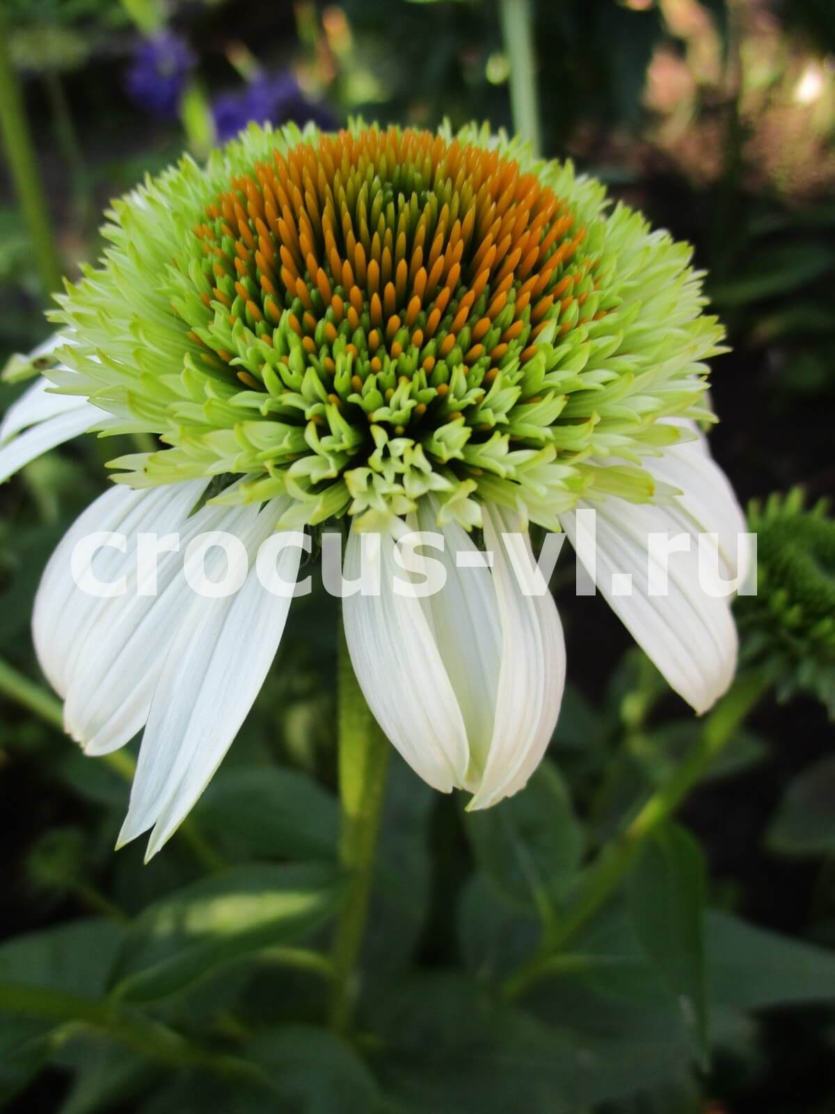 Эхинацея пурпурная «Greenline» Эхинацея пурпурная «Greenline»